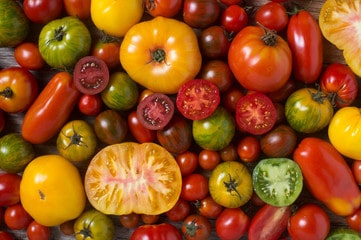 Tomates différentes variétés 