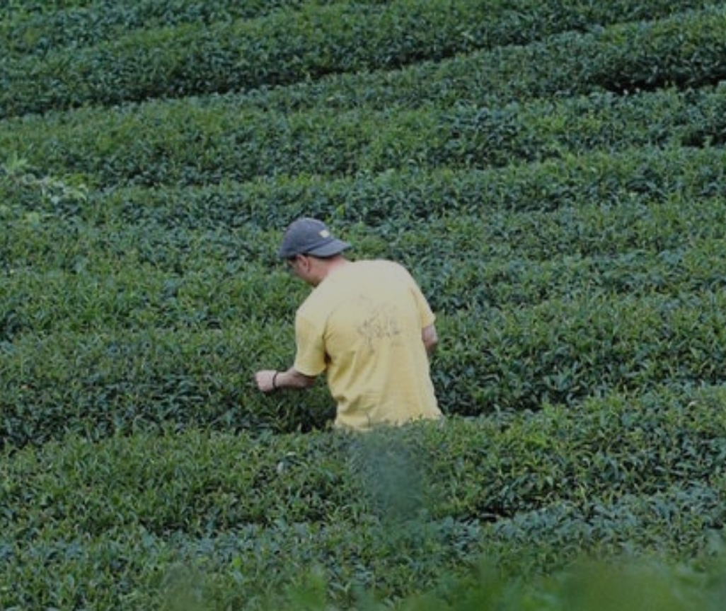 La Communauté Du Goût